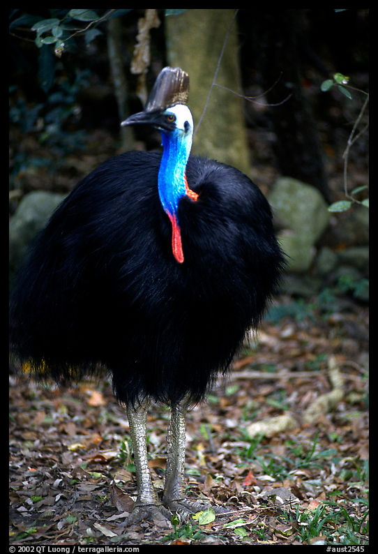 Cassowary rainforest bird. Australia