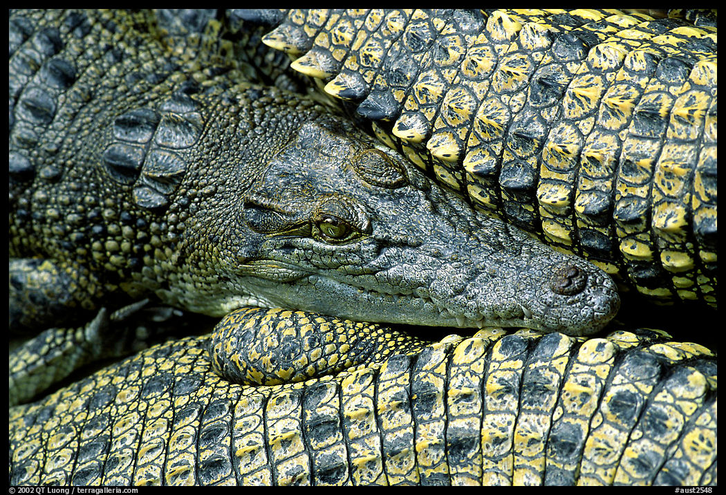 Crocodiles. Australia