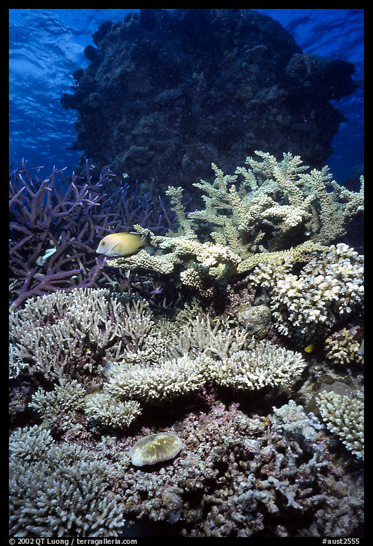 Underwater view of Coral. The Great Barrier Reef, Queensland, Australia