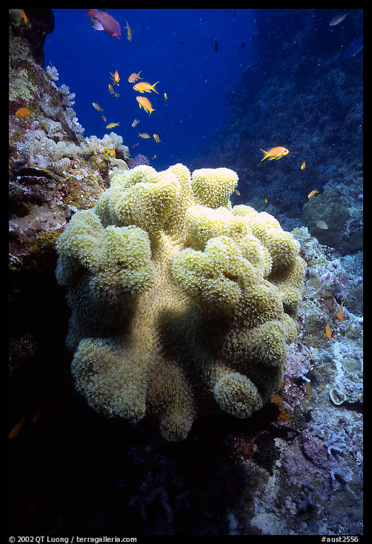 Underwater view of Coral and fish. The Great Barrier Reef, Queensland, Australia