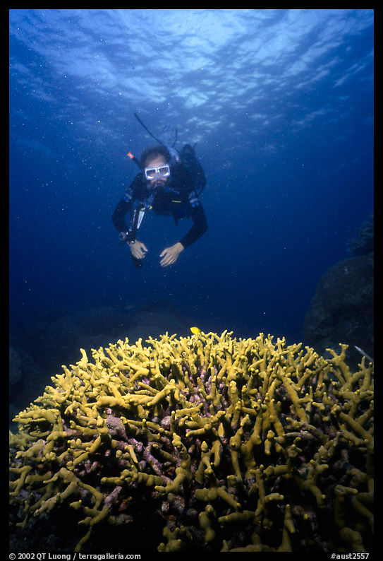 Scuba diver and coral. The Great Barrier Reef, Queensland, Australia