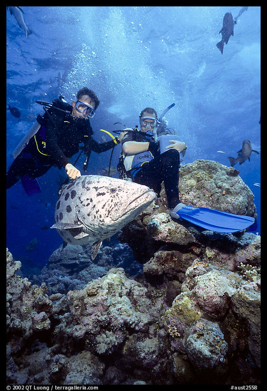 Scuba divers and huge potato cod fish. The Great Barrier Reef, Queensland, Australia