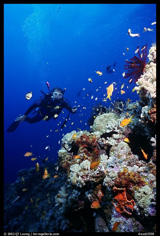 Scuba diver, coral, and fish. The Great Barrier Reef, Queensland, Australia