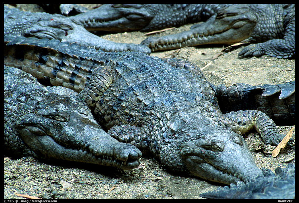 Crocodiles. Australia