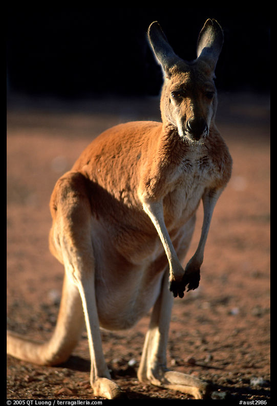 Female Kangaroo with joey  hidden in pocket. Australia