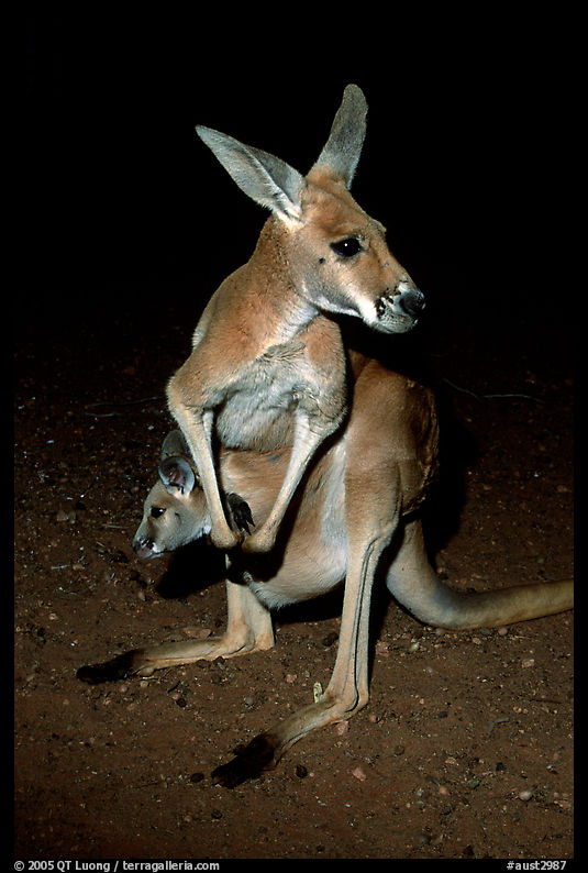Kangaroo by night. Australia