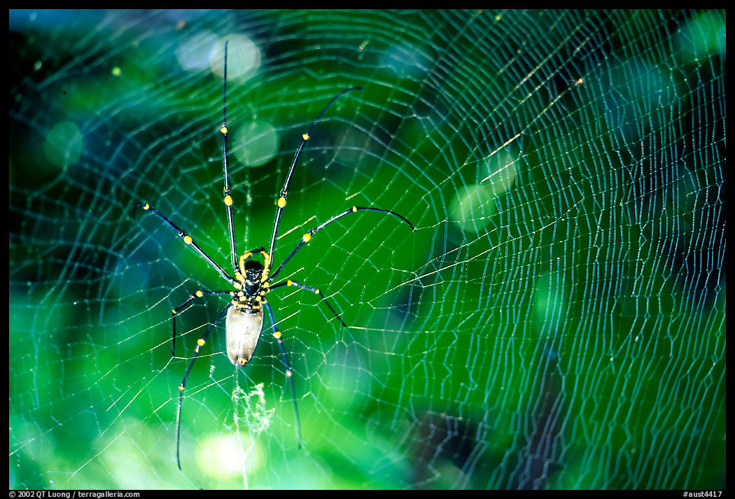 Golden Orb Spider and web. Australia