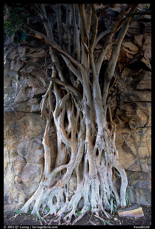 Banyan tree. Brisbane, Queensland, Australia