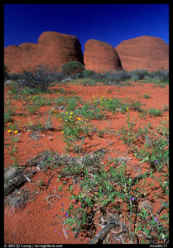 Olgas, mid-day. Olgas, Uluru-Kata Tjuta National Park, Northern Territories, Australia