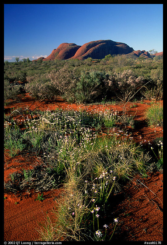 Olgas, late afternoon. Olgas, Uluru-Kata Tjuta National Park, Northern Territories, Australia
