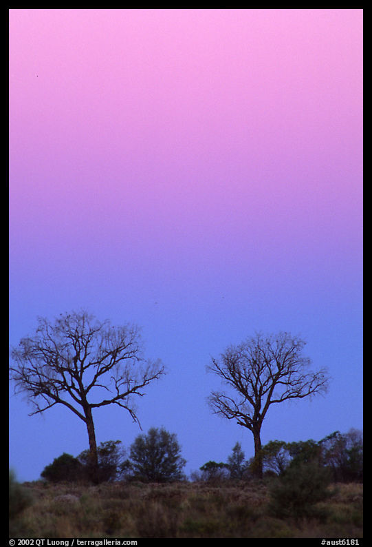 Trees at dawn. Northern Territories, Australia