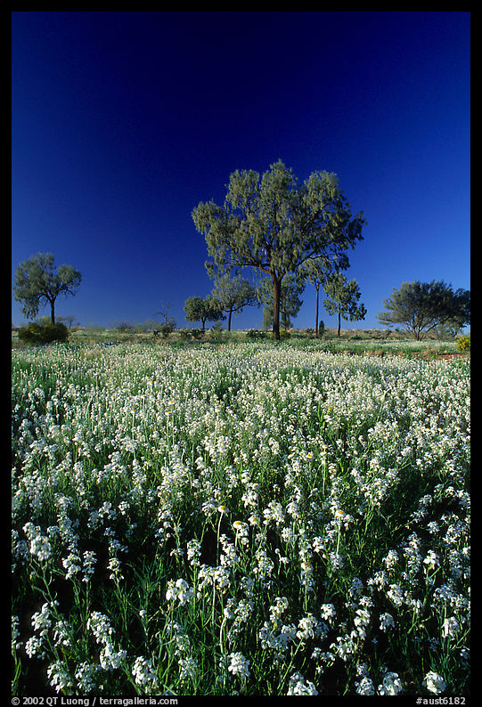 Wildflowers and trees. Northern Territories, Australia