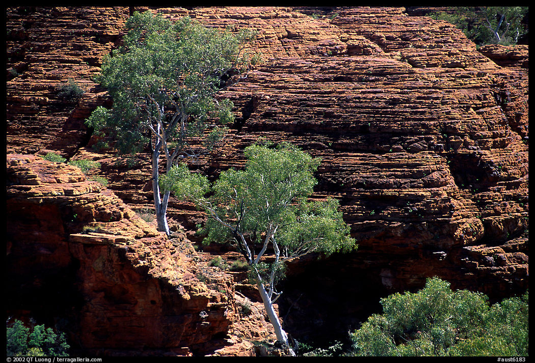 Trees and rock wall in Kings Canyon,  Watarrka National Park. Northern Territories, Australia