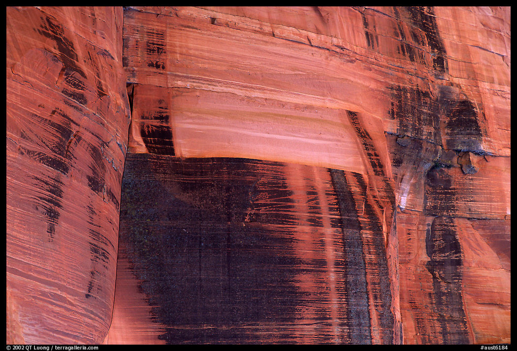 Desert vanish on a rock wall in  Kings Canyon,  Watarrka National Park. Northern Territories, Australia