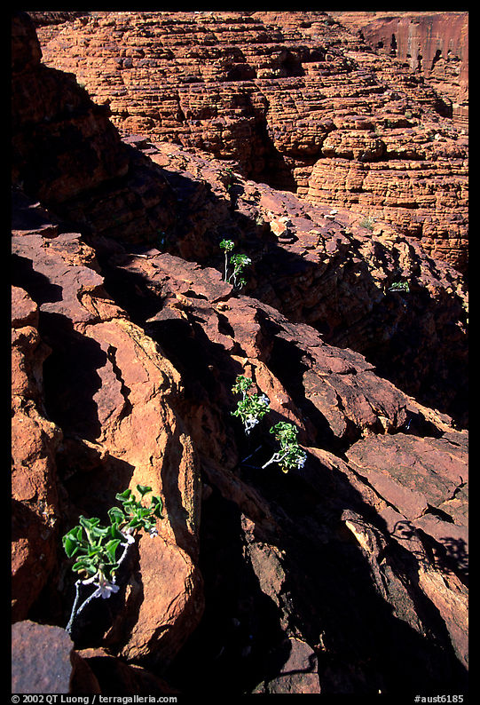 Rock strata in Kings Canyon,  Watarrka National Park. Northern Territories, Australia