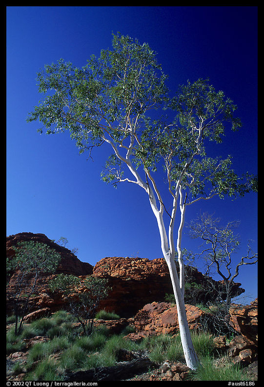 Gum tree in Kings Canyon, Watarrka National Park,. Northern Territories, Australia