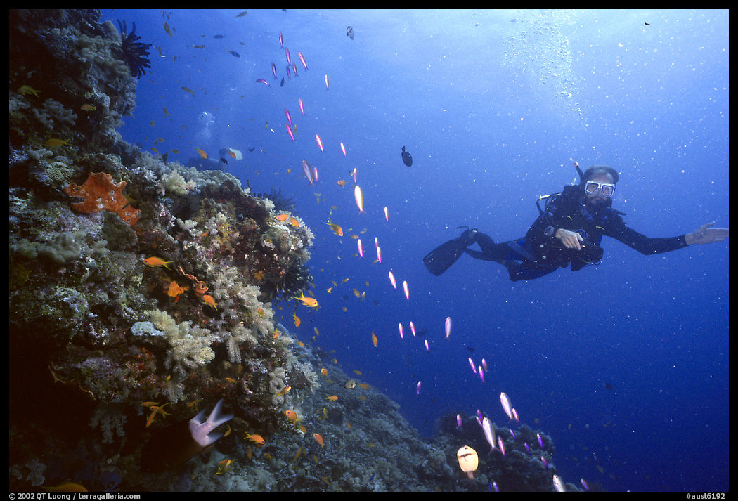 Scuba diver and school of fish. The Great Barrier Reef, Queensland, Australia