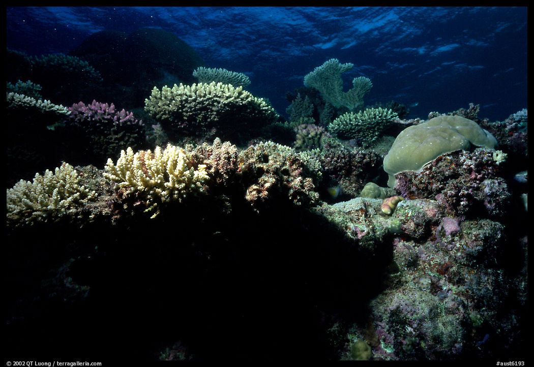 Underwater view of Coral. The Great Barrier Reef, Queensland, Australia