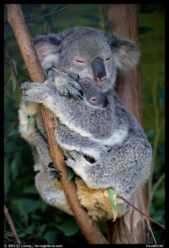 Koala and cub. Australia