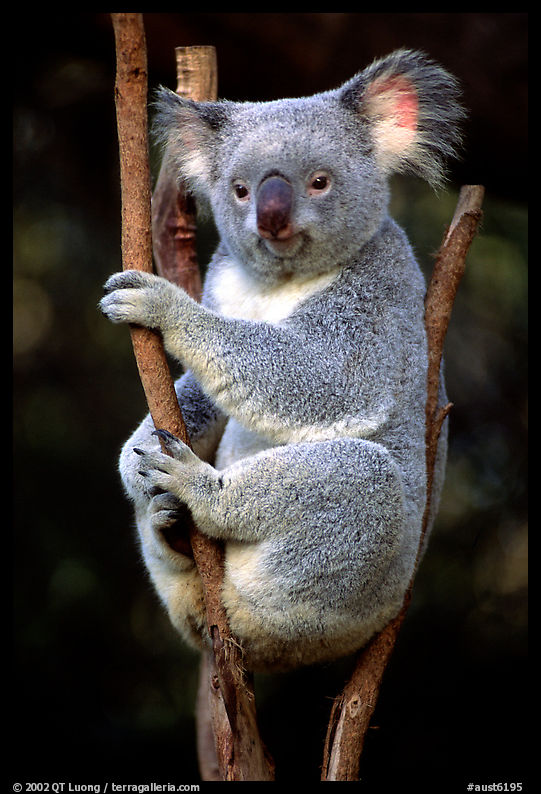 Koala. Australia