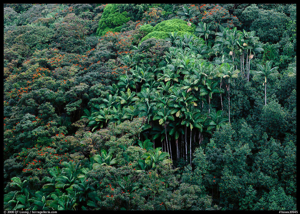 Palm trees and tropical flowers on hillside. Big Island, Hawaii, USA