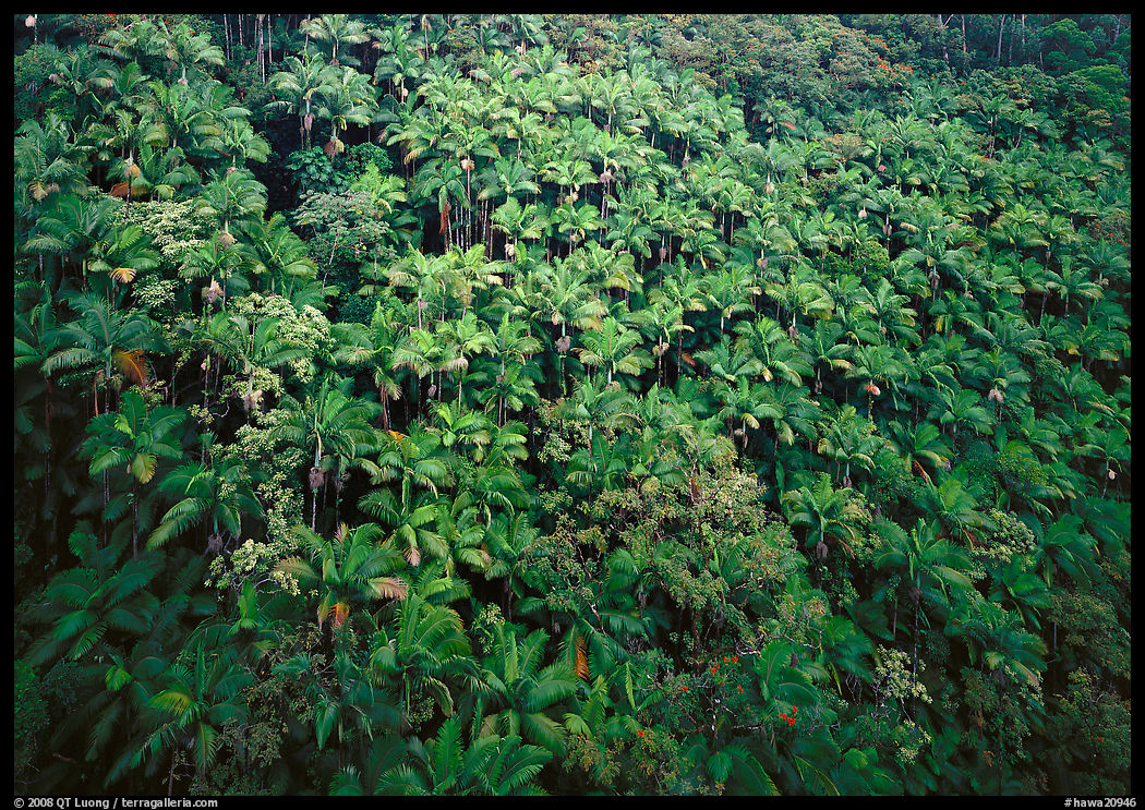 Alexander palm trees on hillside. Big Island, Hawaii, USA