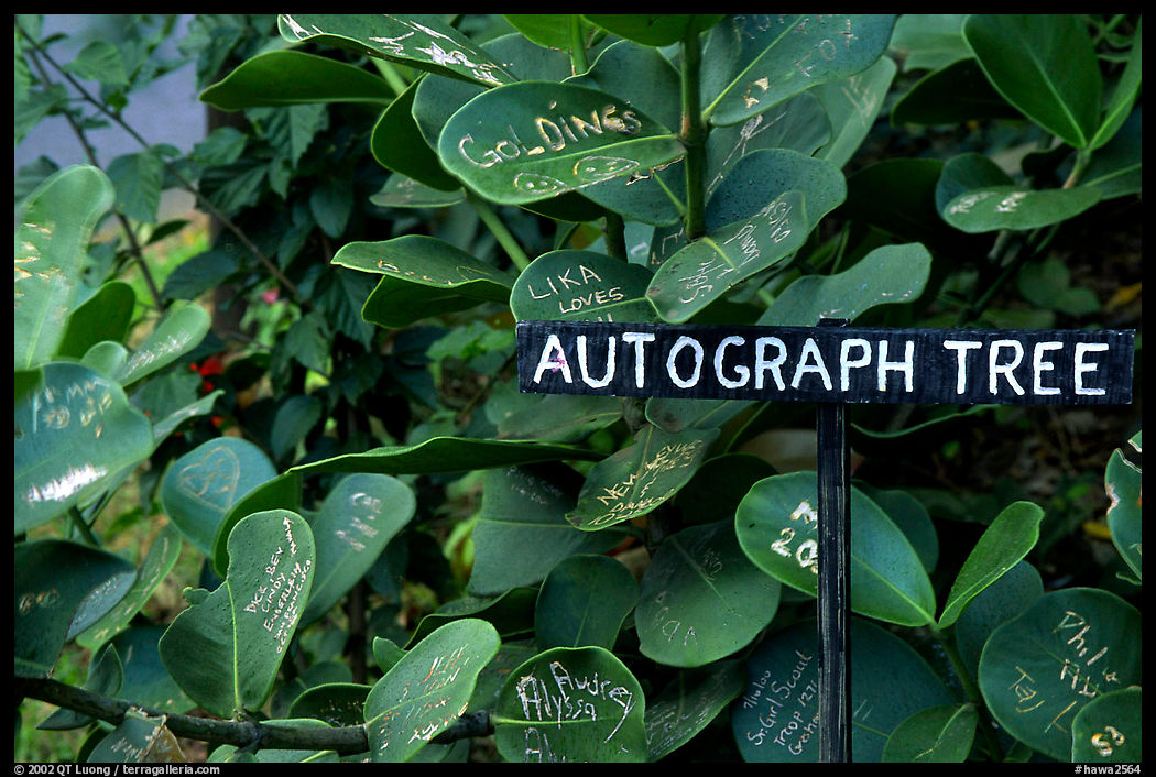 Leaves of the autograph tree. Big Island, Hawaii, USA