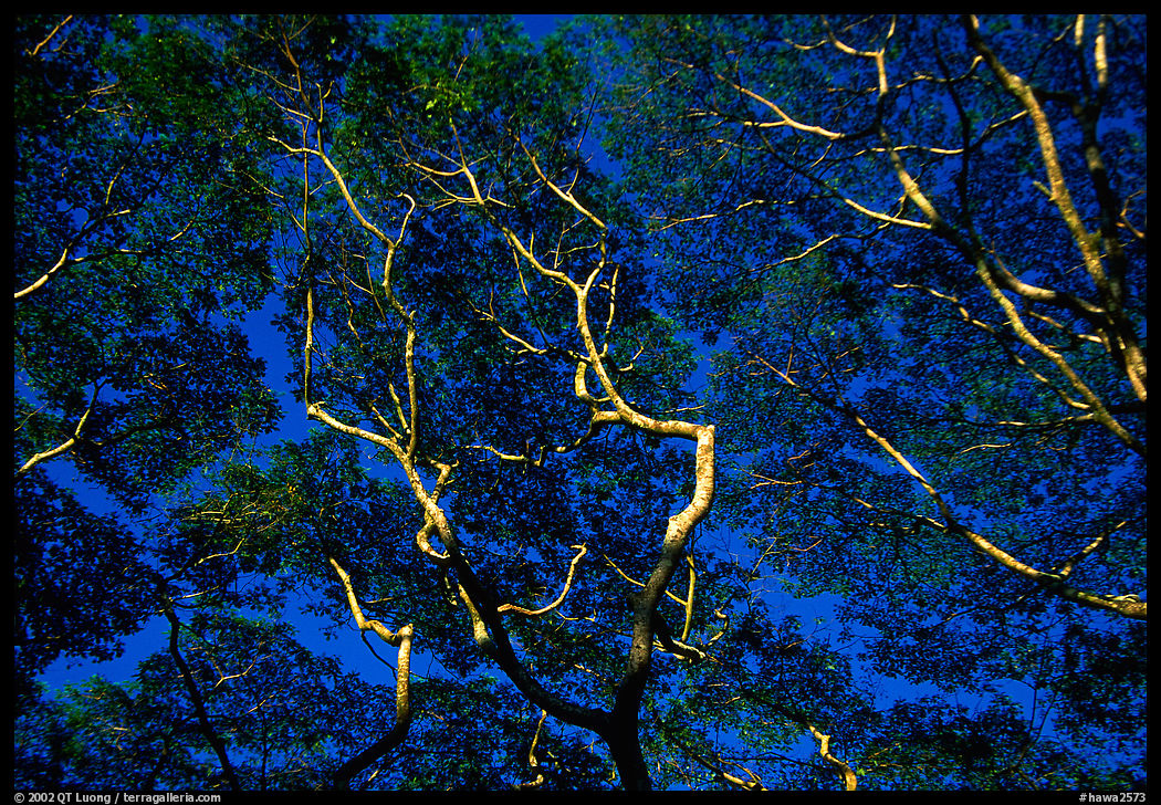 Koa trees. Big Island, Hawaii, USA