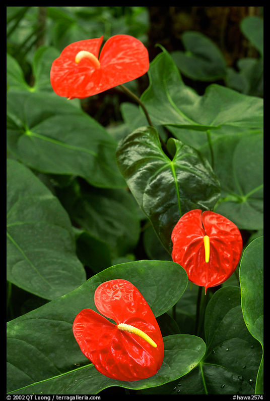 Anthurium Flowers. Big Island, Hawaii, USA