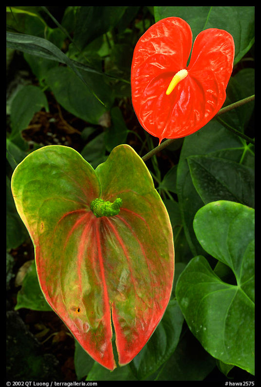 Anthurium Flowers. Big Island, Hawaii, USA
