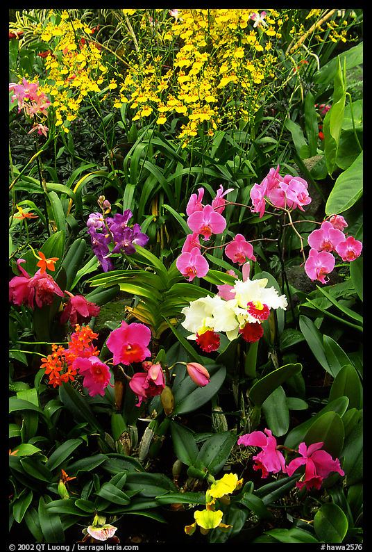 Tropical Flowers. Big Island, Hawaii, USA
