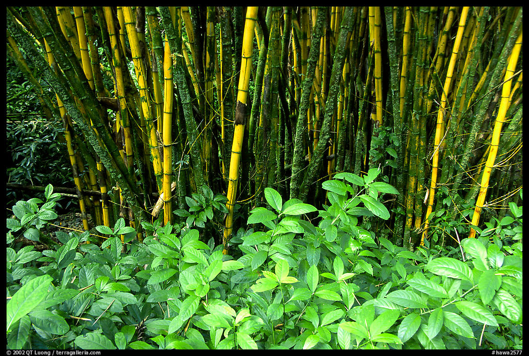 Bamboo grove. Akaka Falls State Park, Big Island, Hawaii, USA