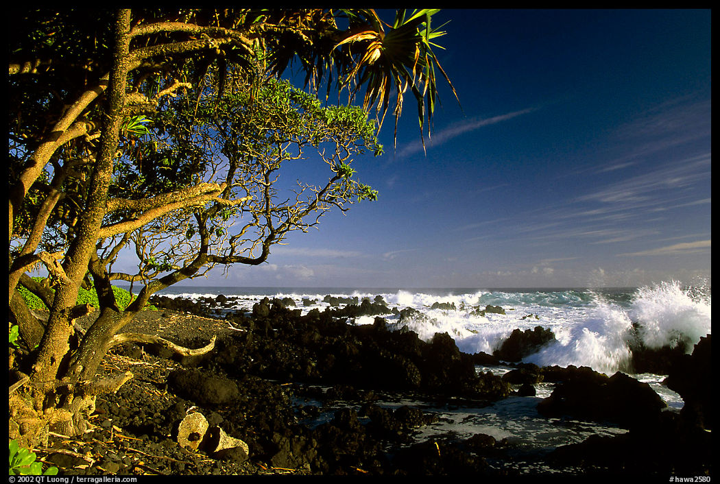 Trees and surf, Keanae Peninsula. Maui, Hawaii, USA