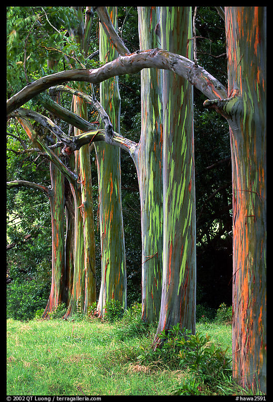 Rainbow Eucalyptus trees. Maui, Hawaii, USA