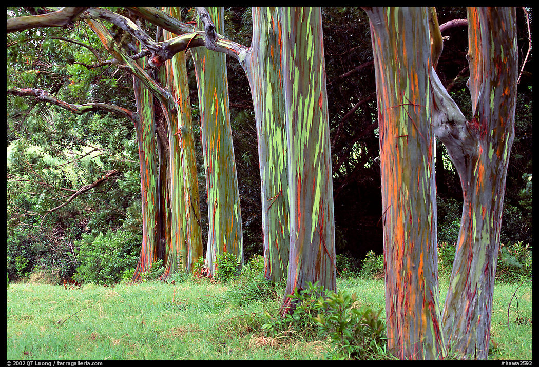 Rainbow Eucalyptus trees. Maui, Hawaii, USA