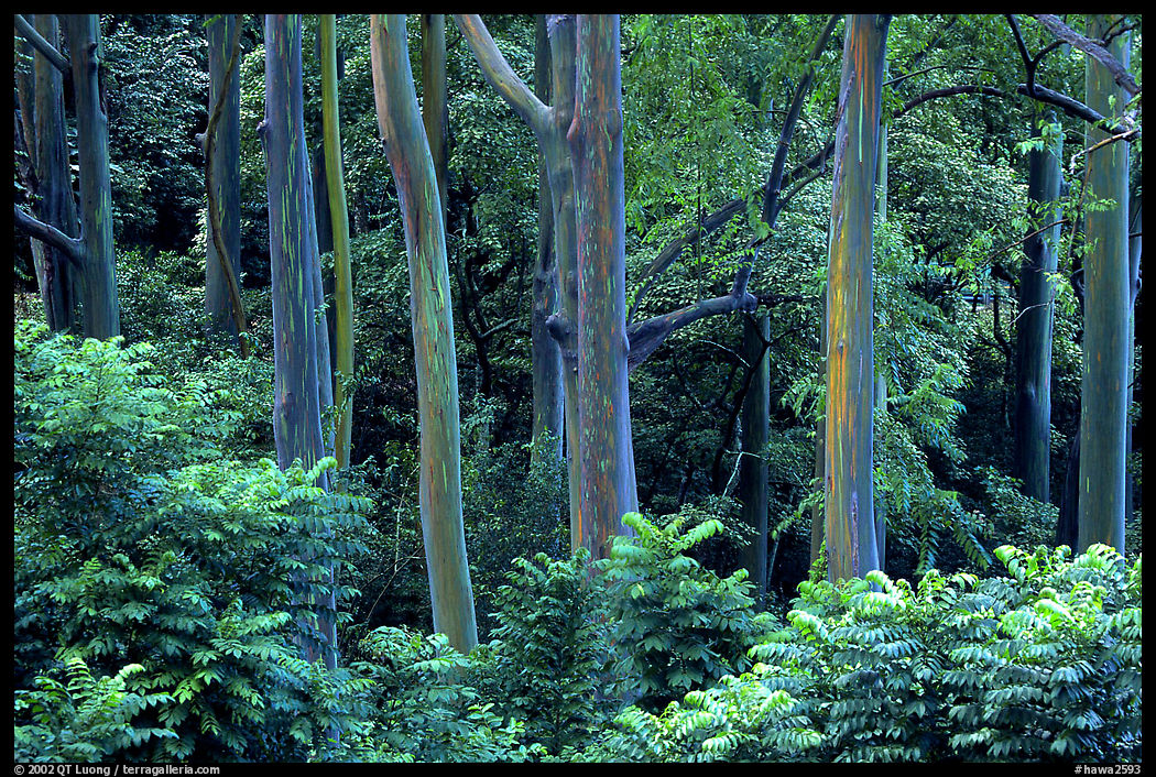 Rainbow Eucalyptus trees. Maui, Hawaii, USA