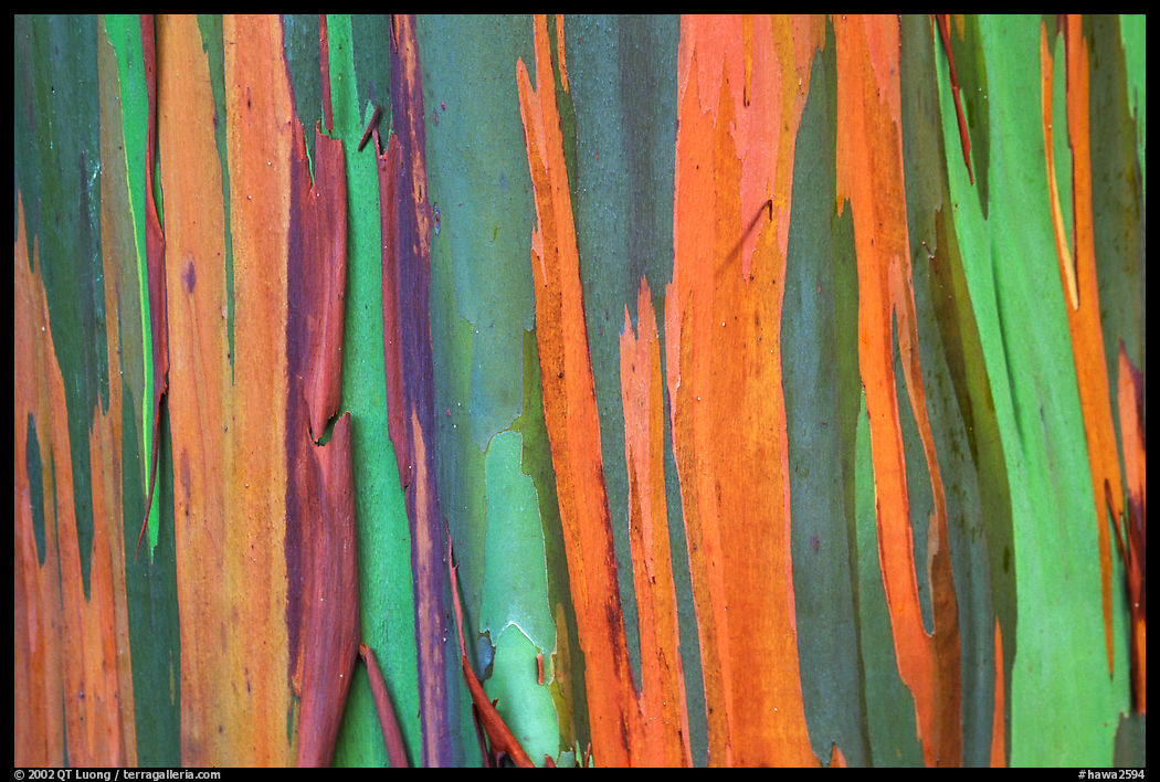 Colorful bark of a Rainbow Eucalyptus tree. Maui, Hawaii, USA