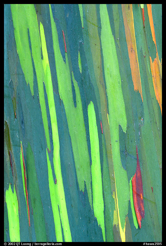 Bark of a Rainbow Eucalyptus tree displaying a rainbow of colors. Maui, Hawaii, USA