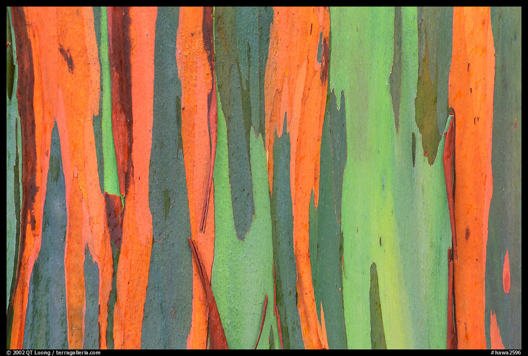 Colorful bark of Rainbow Eucalyptus tree. Maui, Hawaii, USA