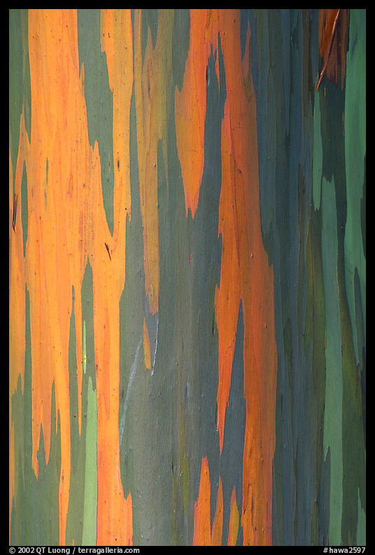 Multicolored bark of a Rainbow Eucalyptus tree. Maui, Hawaii, USA