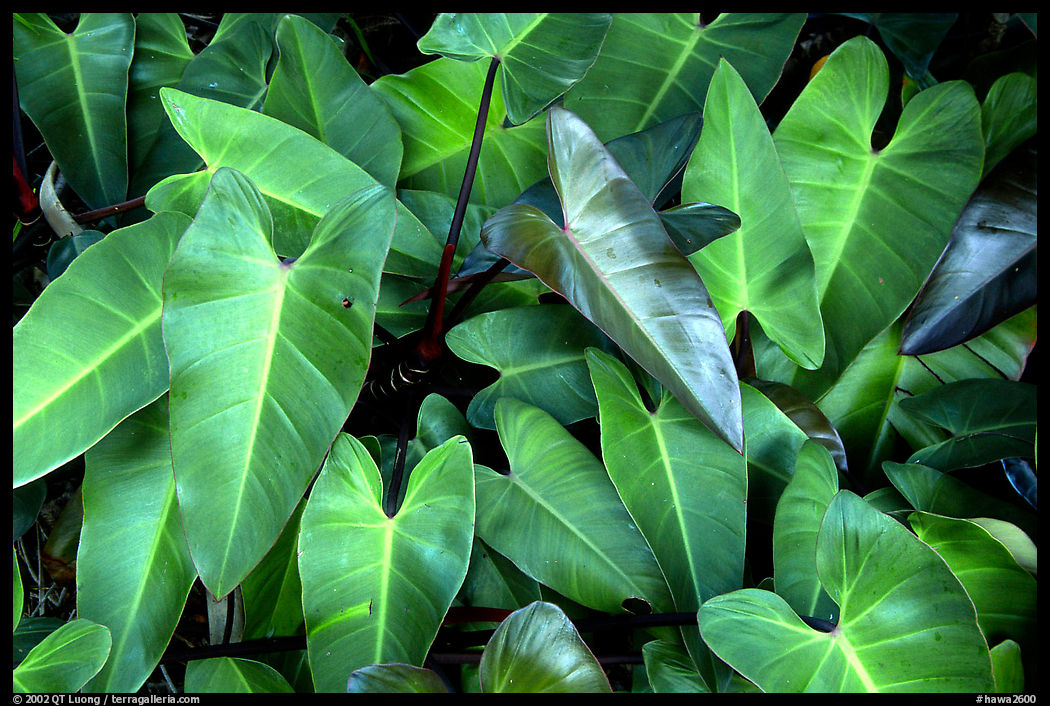 Leaves. Maui, Hawaii, USA