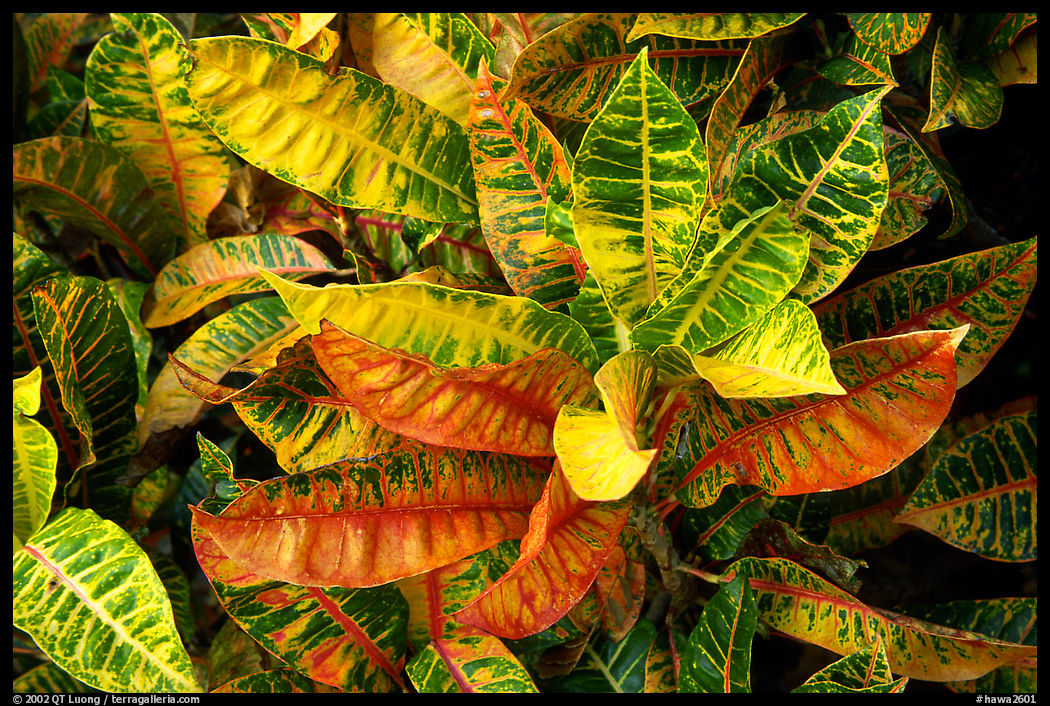 Leaves. Maui, Hawaii, USA