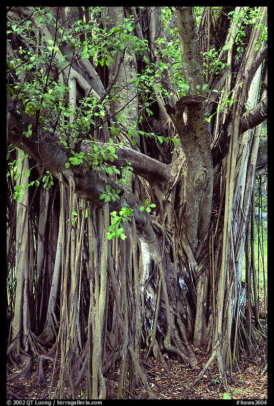 Bayan tree in Kipahulu. Maui, Hawaii, USA