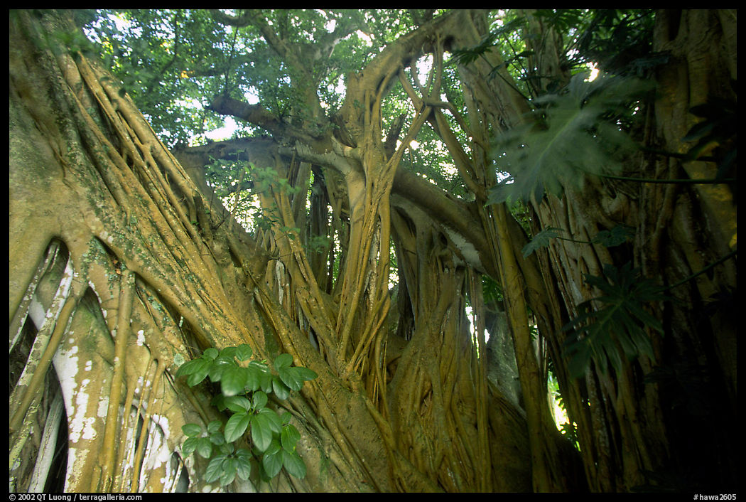 Giant Bayan tree in Kipahulu. Maui, Hawaii, USA
