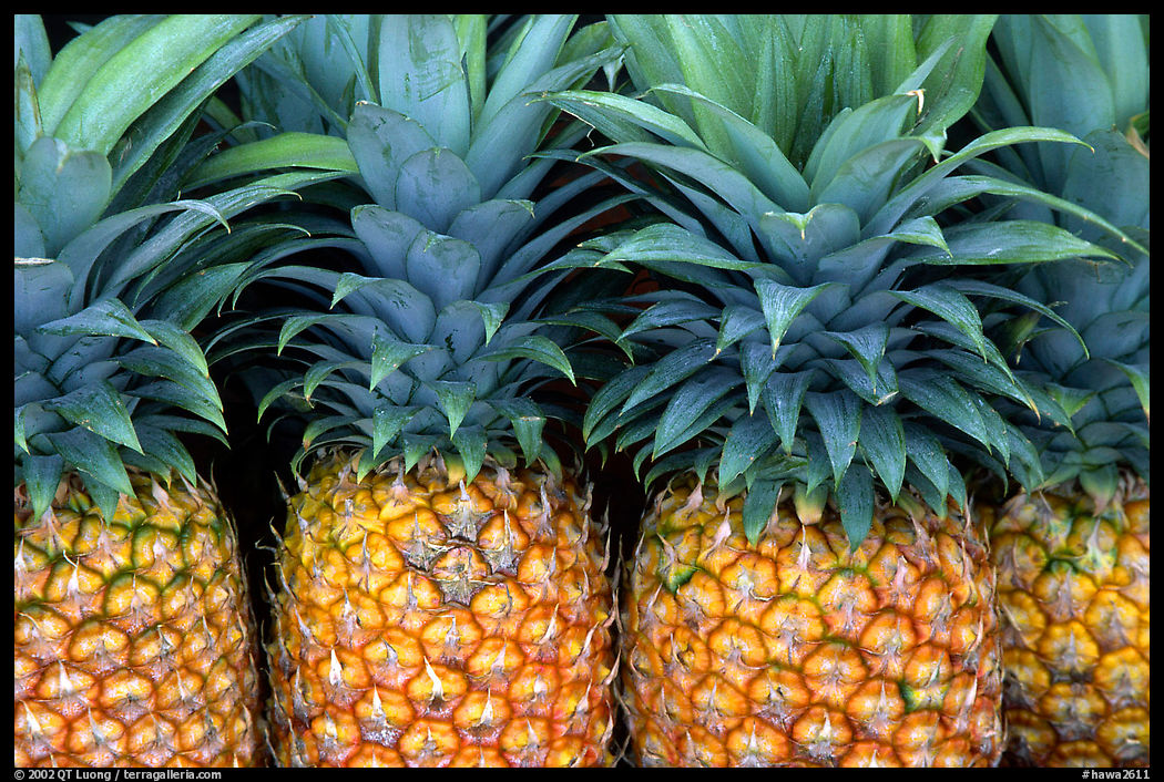 Pinapple. Maui, Hawaii, USA