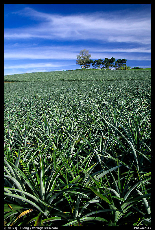 Pineapple plantation. Maui, Hawaii, USA