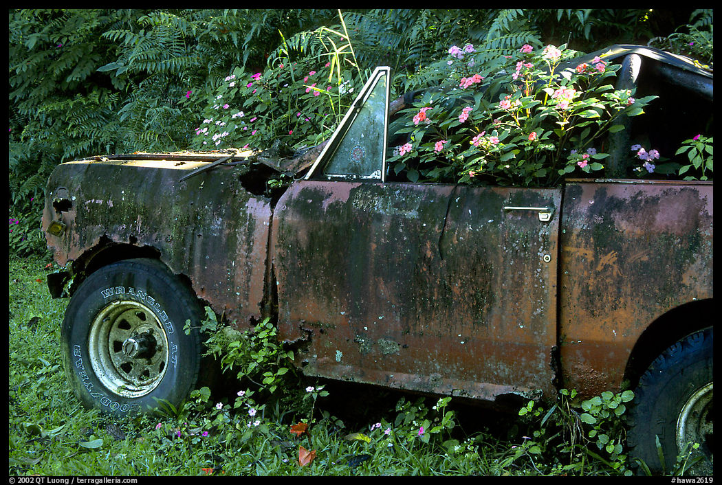 Wrecked truck invaded by flowers. Maui, Hawaii, USA