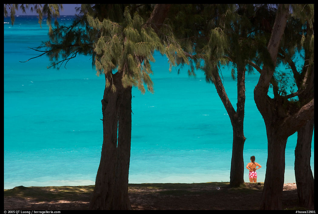 Turquoise waters seen through trees at Waimanalo Beach. Oahu island, Hawaii, USA