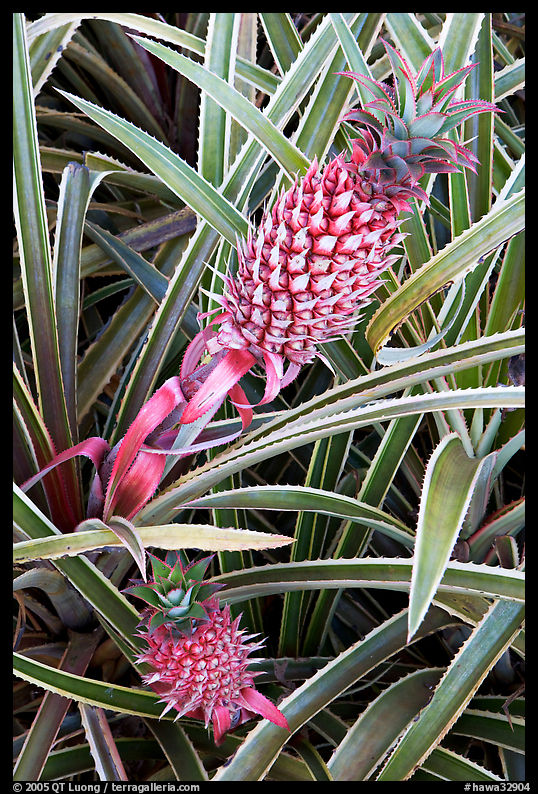 Red pinapple, Dole Planation. Oahu island, Hawaii, USA