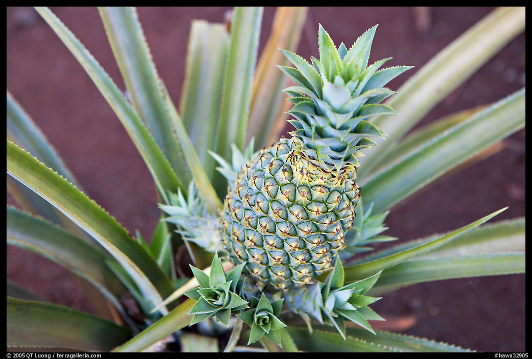 Green pinapple, Dole Planation. Oahu island, Hawaii, USA